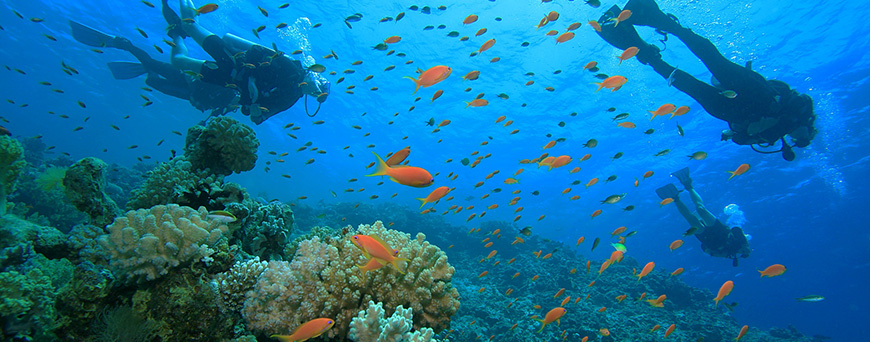 Day diving in Sharm El Sheikh by boat